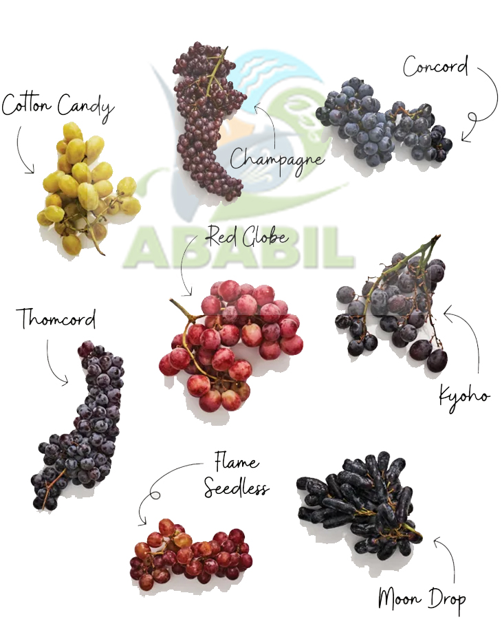 grapes_main1